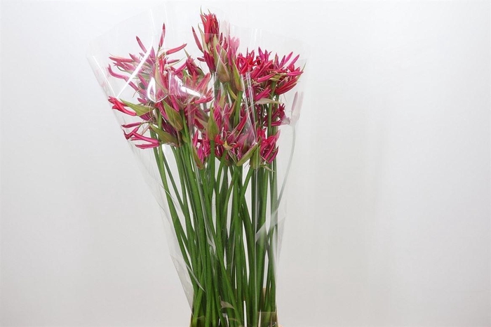<h4>Nerine Co El Pearls Of Cherry</h4>
