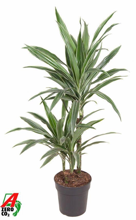 Dracaena Warneckei 45-15