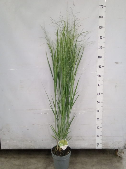 <h4>Panicum virgatum</h4>