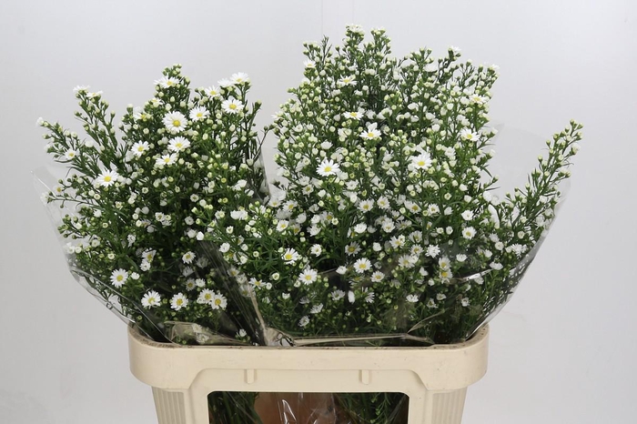 <h4>Aster Paquita</h4>