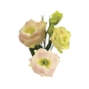 LISIANTHUS FLOR CHAMPAGNE/CREME