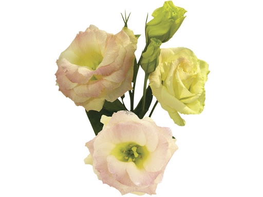 <h4>LISIANTHUS FLOR CHAMPAGNE/CREME</h4>