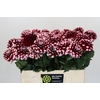 Dahlia Checkers