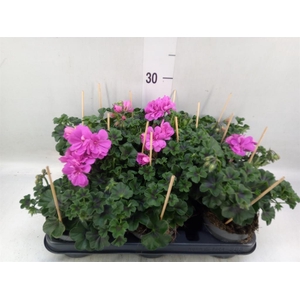 Pelargonium pelt.   ...