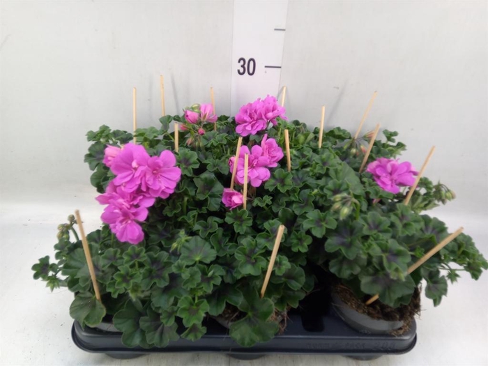 <h4>Pelargonium pelt.   ...</h4>