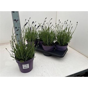 Lavandula Angustifolia Hidcote Bl