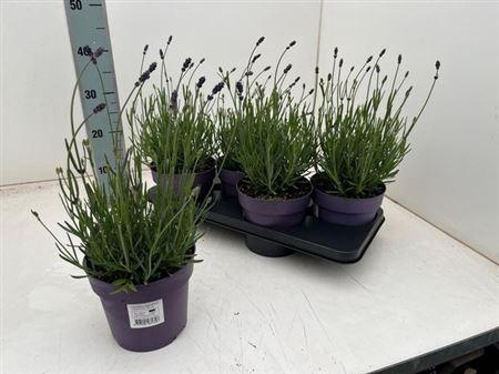 <h4>Lavandula Angustifolia Hidcote Bl</h4>