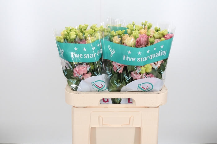 <h4>Eus G Alissa Peach</h4>