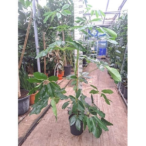 Schefflera Amate