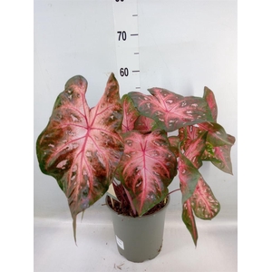 Caladium   ...