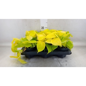 Philodendron scand. 'Lemon Lime'