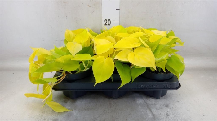 <h4>Philodendron scand. 'Lemon Lime'</h4>