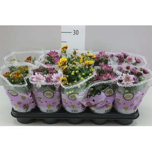 Chrysanth Gemengd 2 Kleurig
