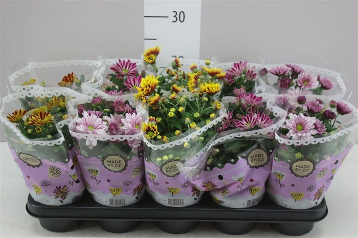 <h4>Chrysanth Gemengd 2 Kleurig</h4>