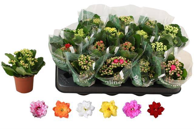 <h4>KALAN CALAN MIX ROSALINA P7</h4>
