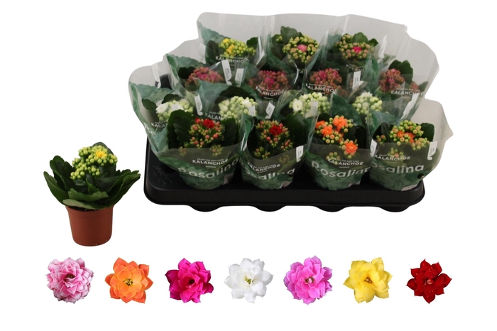 <h4>KAL GE RO GEM 6 KL</h4>