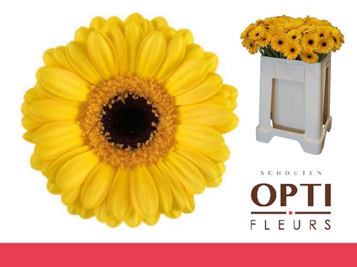 <h4>Germini Delmonte Water</h4>