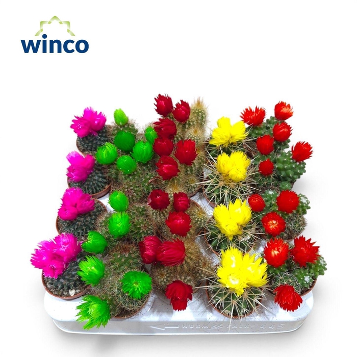 <h4>Cactus Dried Flower</h4>