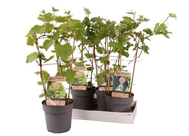 <h4>Vitis vinifera</h4>