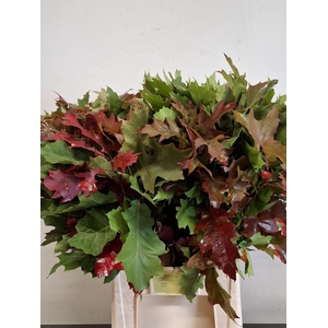 QUERC RUBRA