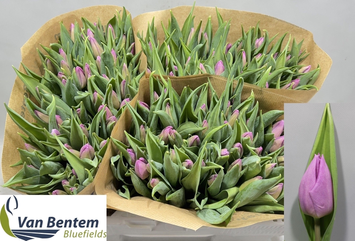 <h4>TU EN CANDY PRINCE</h4>