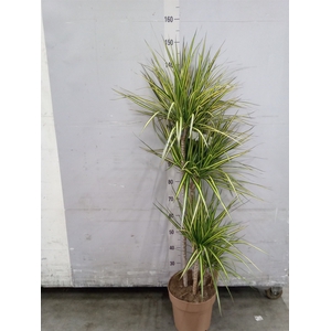 Dracaena marg. 'Sunray'
