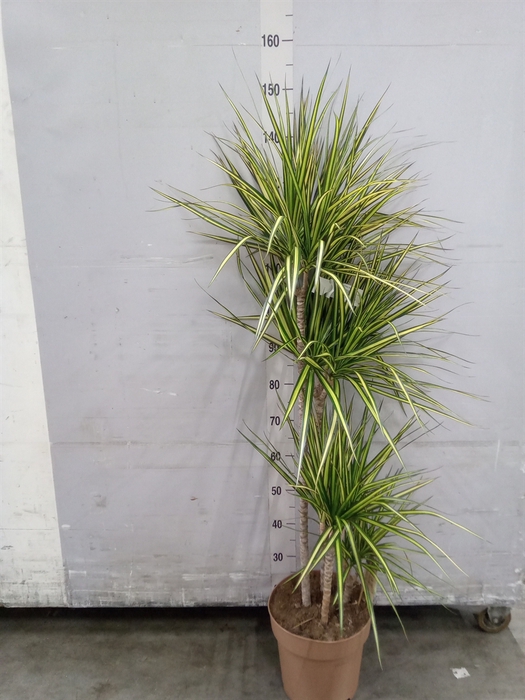 <h4>Dracaena marg. 'Sunray'</h4>