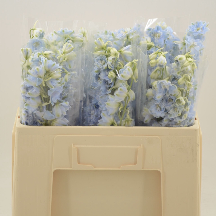 <h4>Delphinium Boy</h4>