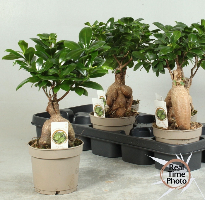 <h4>FIC MI GINSENG</h4>