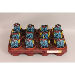 Bol op pot Scilla Blue