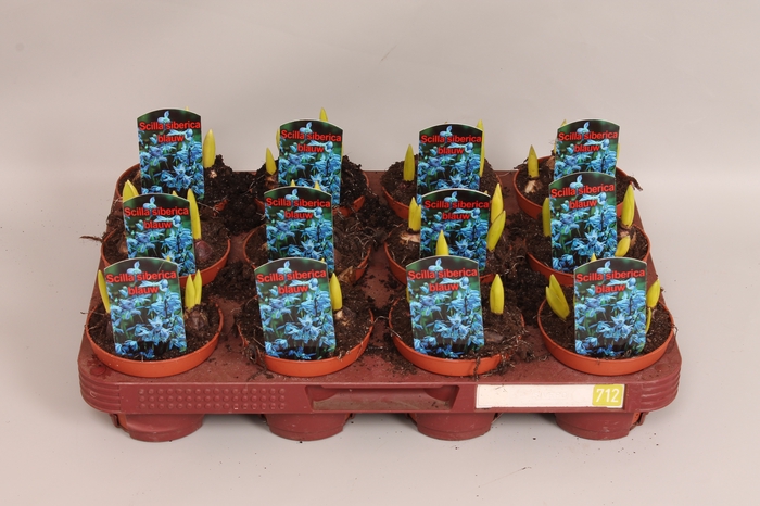 <h4>Bol op pot Scilla Blue</h4>