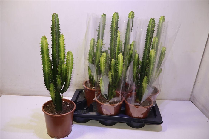 <h4>Euphor Trigona</h4>