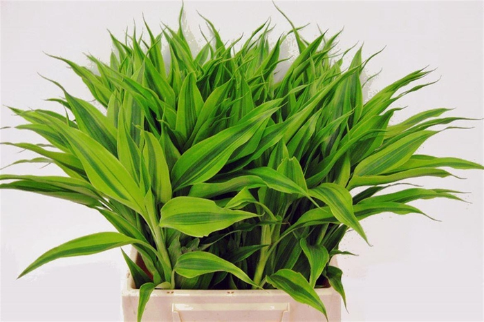 <h4>Drac Sand Gold 52cm</h4>