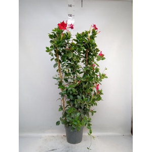 Mandevilla am. 'Sundav Red'