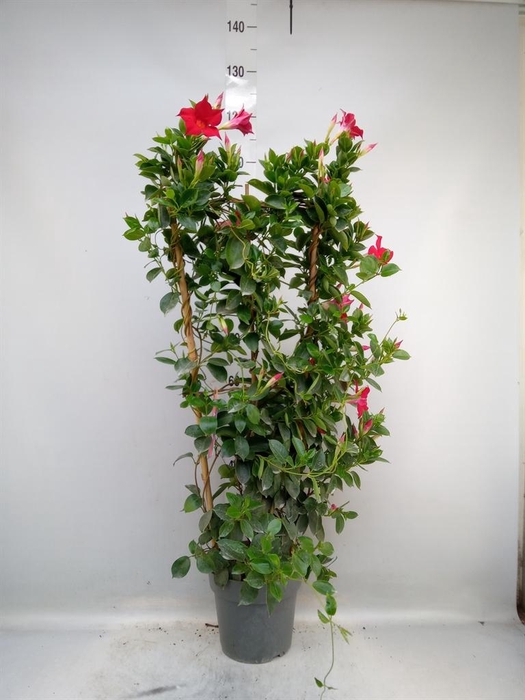 <h4>Mandevilla am. 'Sundav Red'</h4>