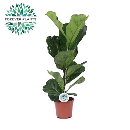<h4>Ficus Lyrata 1pp</h4>