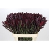 Leucadendron Saf Sunset Dark R.