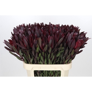 Leucadendron Saf Sunset Dark R.