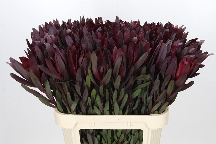 <h4>Leucadendron Saf Sunset Dark R.</h4>