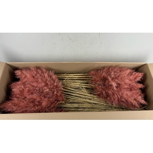 Df Pampas 115cm Old Pink