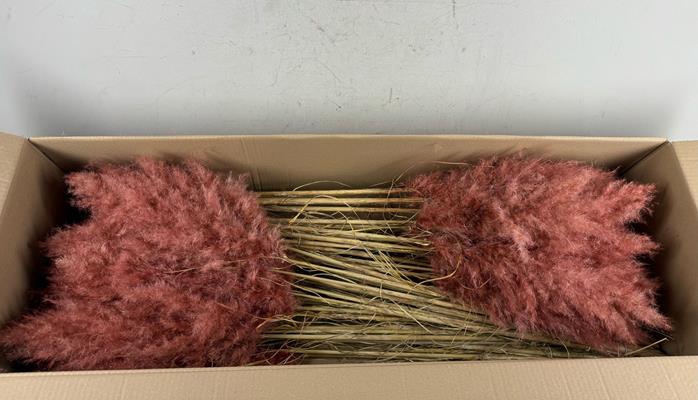 <h4>Df Pampas 115cm Old Pink</h4>
