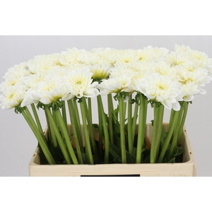 Dahlia White Love