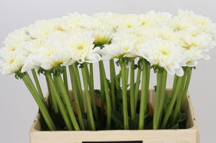 <h4>Dahlia White Love</h4>