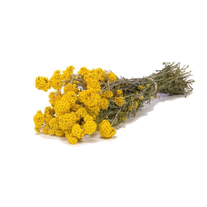 <h4>Sanfordii natural yellow</h4>