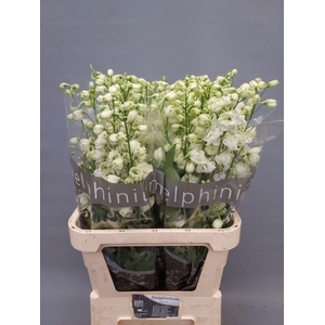 DELPHINIUM DU 'CENTURION WHITE'