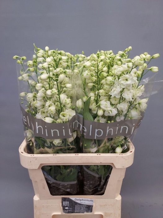 <h4>DELPHINIUM DU 'CENTURION WHITE'</h4>
