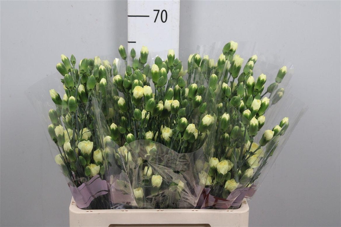 <h4>Di Tr Pastis</h4>