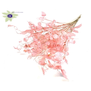 Lunaria ± 80cm per bunch in poly Light Pink