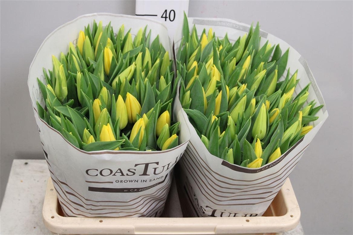 <h4>Tu En Strong Gold</h4>