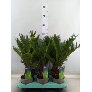 Cycas revoluta
